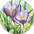 Springtime Crocus Flowers